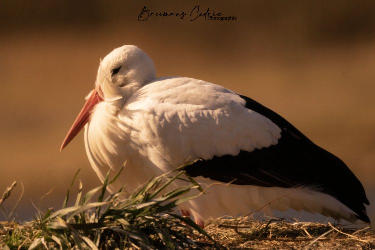 Visite de la réserve naturelle du Zwinn - Option Biotechniques