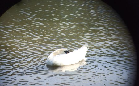 Journée « Découverte des oiseaux de la réserve naturelle de Ronquières » avec les élèves de 4eme biotechnique.