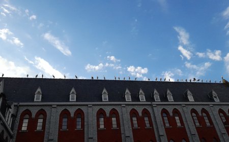 Un passage remarqué des cigognes au Collège