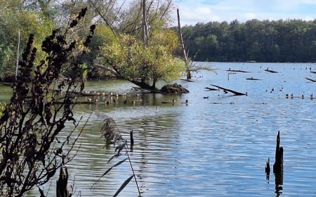 Visite des Marais d'Harchies par les 6e biotechniques